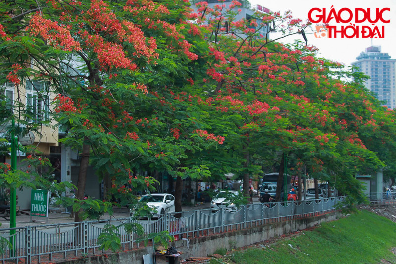 Ngoài cỏ lau, dọc 2 bờ sông Tô Lịch hàng phượng vĩ nở đỏ rực cũng làm cho khung cảnh của con sông trở nên đẹp hơn.