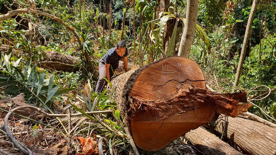 Thân cây gỗ to, khoảng 2 người ôm bị chặt hạ còn sót lại hiện trường.