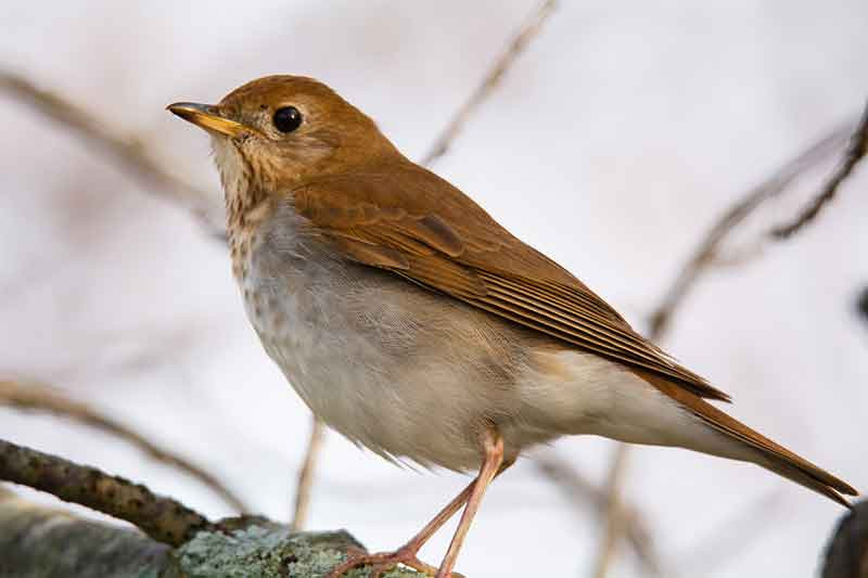 Ảnh: Birdspot.co.uk