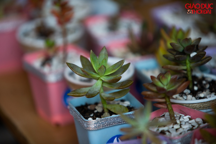 Những cây xanh được Đoàn trường trao tặng với ý nghĩa gửi trao hy vọng