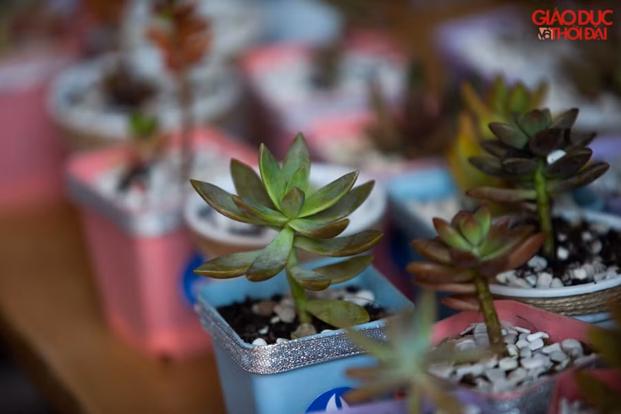 Những cây xanh được Đoàn trường trao tặng với ý nghĩa gửi trao hy vọng