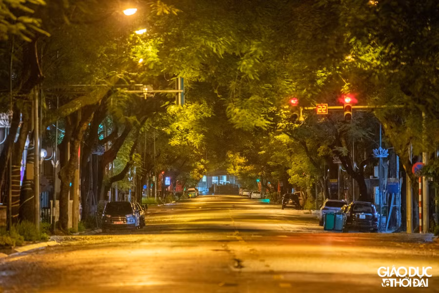 Hàng cây lặng yên dưới ánh đèn đường mờ ảo.