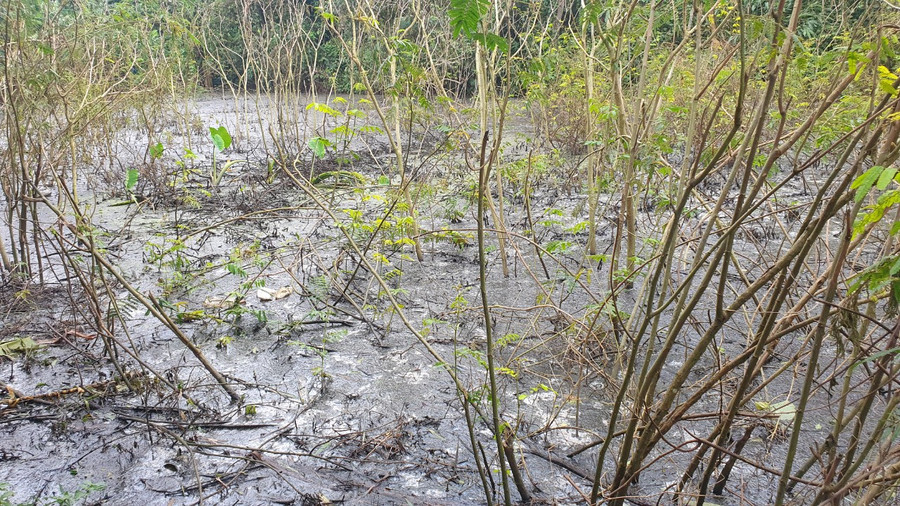 Giữa hồ tồn tại nhiều xác thực vật và động vật.