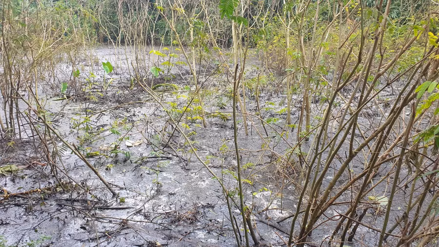 Giữa hồ tồn tại nhiều xác thực vật và động vật. Giữa hồ tồn tại nhiều xác thực vật và động vật.