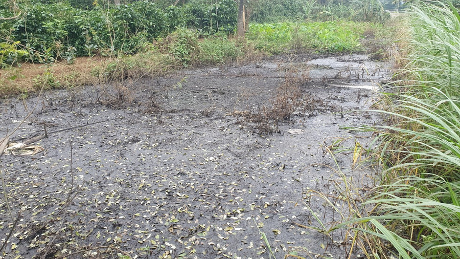 Tại bể lắng sinh học, do từ lâu không xử lý nên bốc mùi hôi.