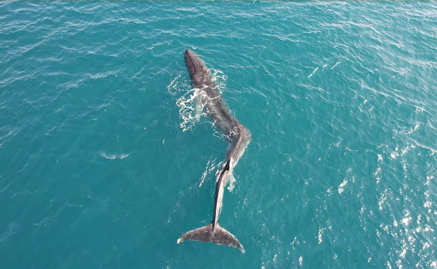 Con cá voi vây với sống lưng bị vẹo đang cố gắng bơi ra khỏi bờ biển Tây Ban Nha. Con cá voi vây với sống lưng bị vẹo đang cố gắng bơi ra khỏi bờ biển Tây Ban Nha.