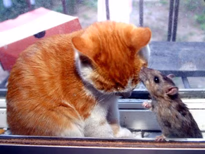 Mèo và chuột là đôi bạn thân