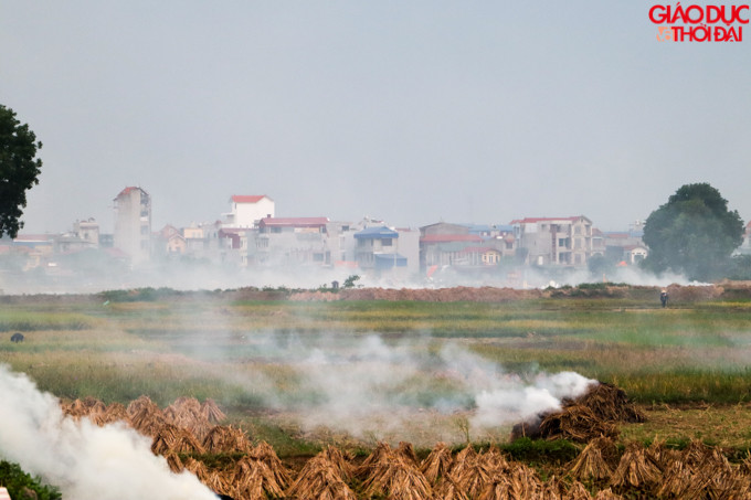 Khắp cánh đồng rộng lớn, mỗi buổi chiều đến khói lại phủ trắng.