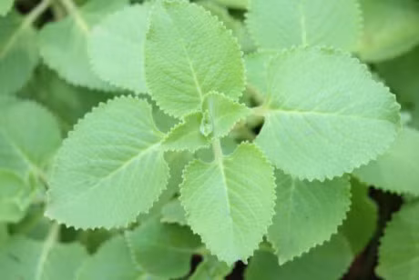 Bai thuoc hay tu cac loai rau hung khong nen bo qua - Anh 9