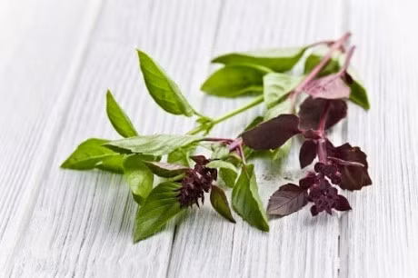 Bai thuoc hay tu cac loai rau hung khong nen bo qua - Anh 4