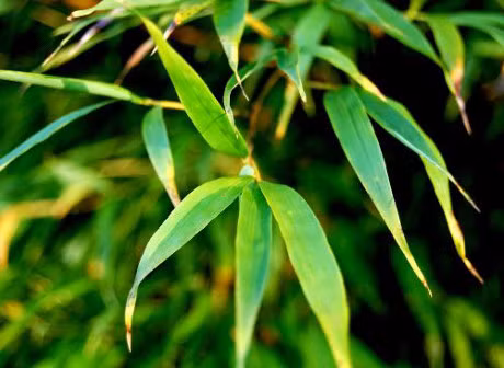 Cach dung cac bo phan cua cay tre chua benh hieu qua - Anh 4