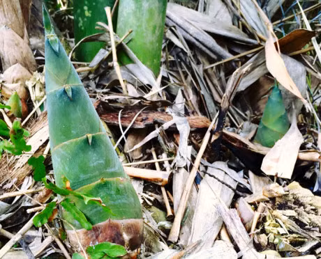 Cach dung cac bo phan cua cay tre chua benh hieu qua - Anh 10