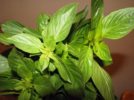 Bai thuoc hay tu cac loai rau hung khong nen bo qua - Anh 3