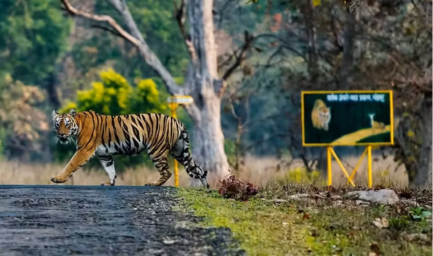 Tản bộ vào khu bảo tồn Tadoba ở miền trung Ấn Độ. Hình ảnh thực tế.