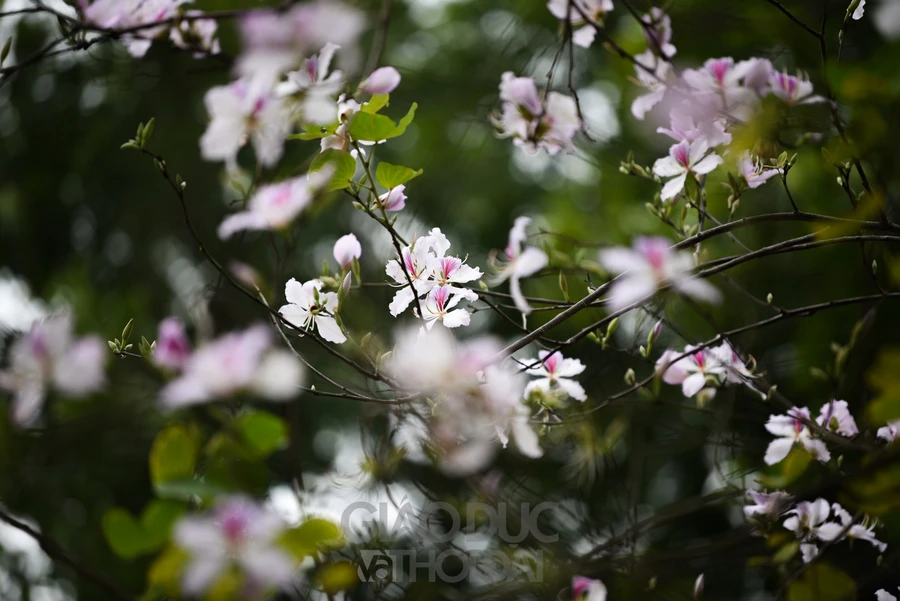 Hoa ban trắng bung nở trước Tết Nguyên đán.