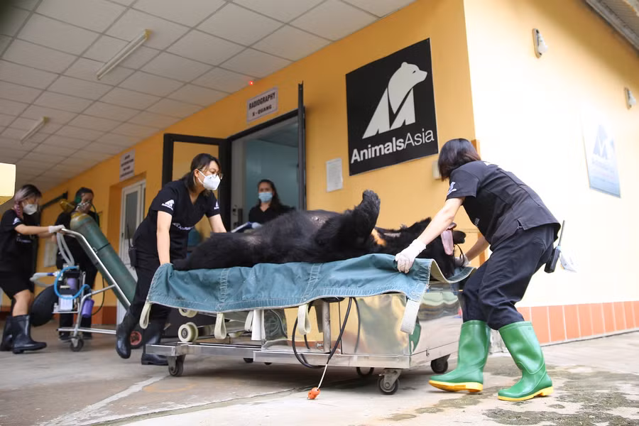 Sau đó những chú gấu sẽ được đưa trở lại khu vực nuôi nhốt.