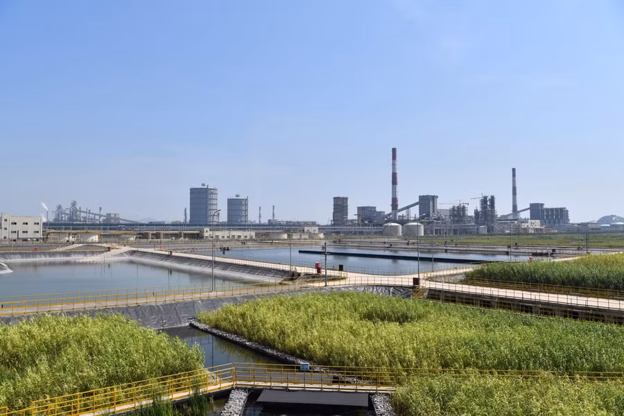 Các loại cây trồng chỉ định trong hồ sinh học đều sống khỏe, phát triển tốt