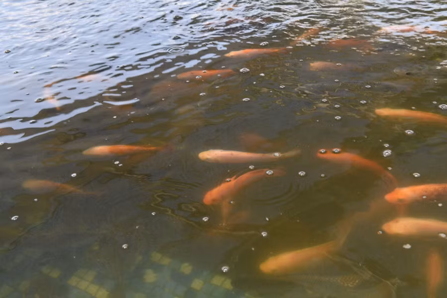 Sức sống tốt của các loài cá trong hồ kiểm nghiệm nước thải