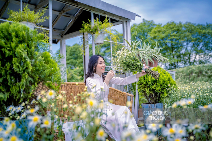 Cúc thường chỉ nở trong một quãng thời gian ngắn ngủi, tùy vào tình hình thời tiết mà thời gian thưởng hoa có thể kéo dài 2 tuần đến 1 tháng. Cúc thường chỉ nở trong một quãng thời gian ngắn ngủi, tùy vào tình hình thời tiết mà thời gian thưởng hoa có thể kéo dài 2 tuần đến 1 tháng.