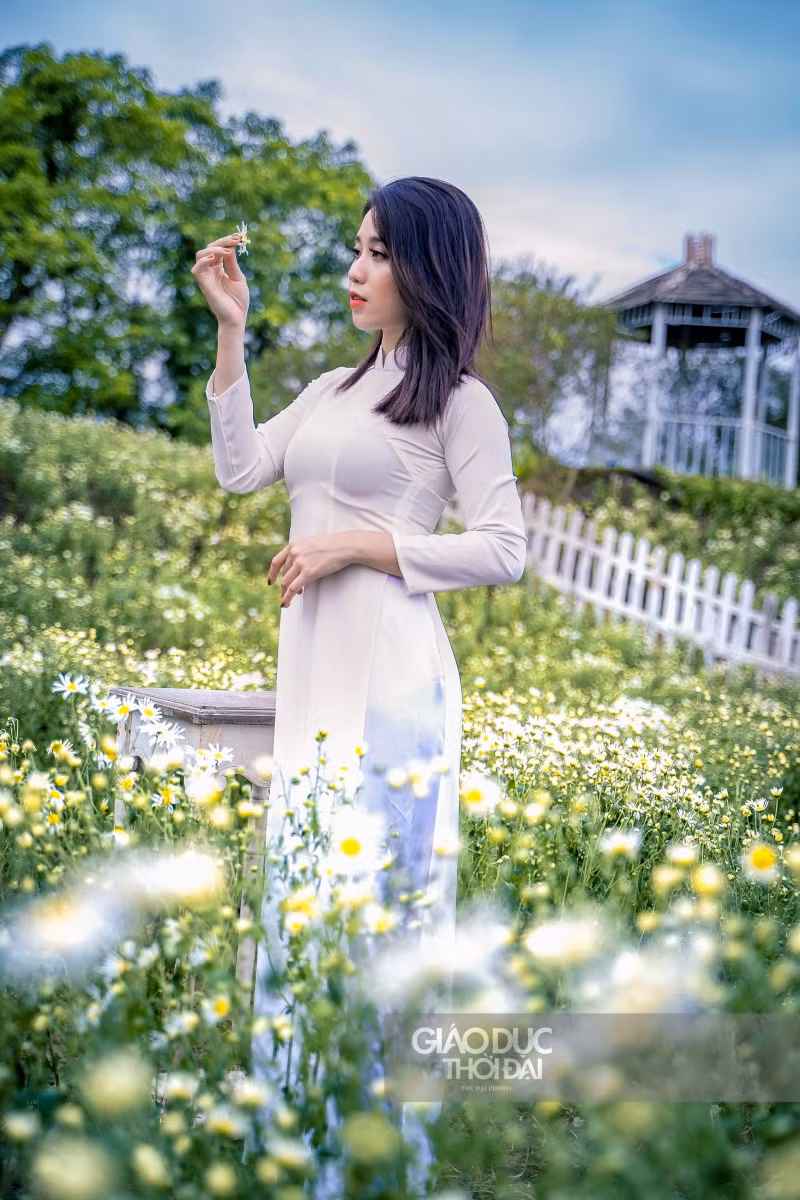 Giới trẻ thích thú chụp ảnh tại vườn cúc họa mi nở sớm nhất Hà Nội ảnh 4