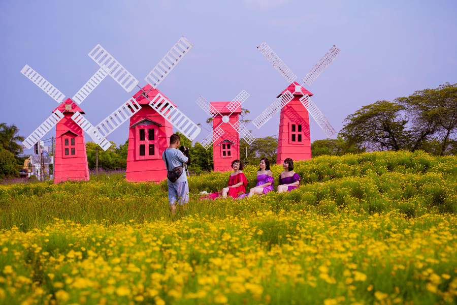 Hoa cúc sao băng là cây thân thảo ngắn ngày, mọc sát mặt đất.