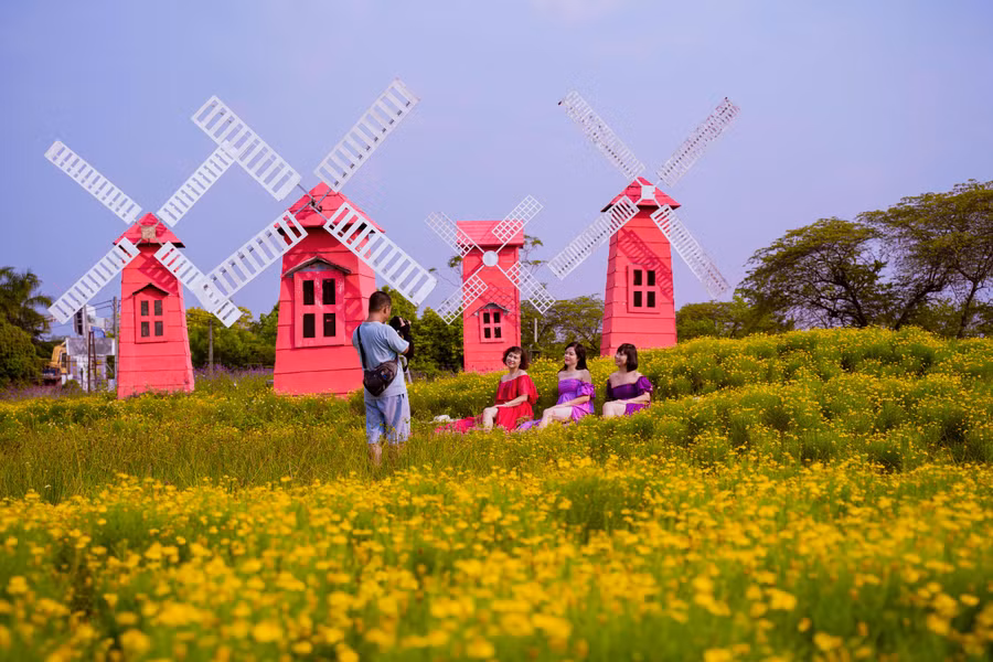 Hoa cúc sao băng là cây thân thảo ngắn ngày, mọc sát mặt đất.