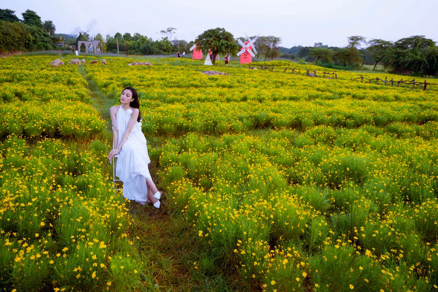 Cánh đồng hoa vàng thơ mộng có lẽ là một trong những lựa chọn hợp lý nhất với những người yêu hoa, thích check - in.