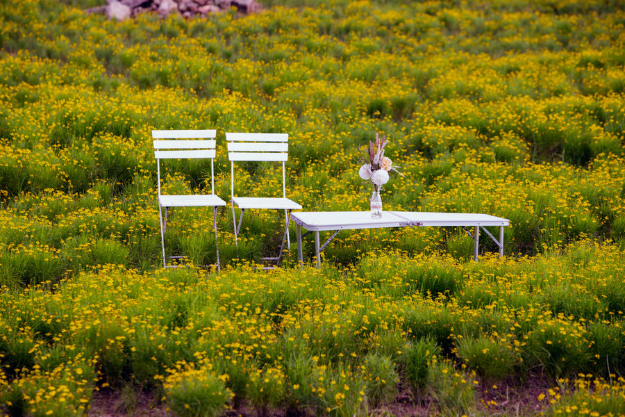 Cây hoa cúc sao băng ra hoa nhỏ xinh có màu vàng tươi, rất đẹp.