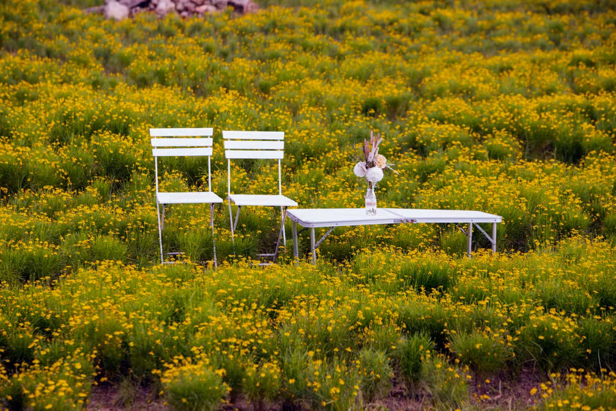 Cây hoa cúc sao băng ra hoa nhỏ xinh có màu vàng tươi, rất đẹp.