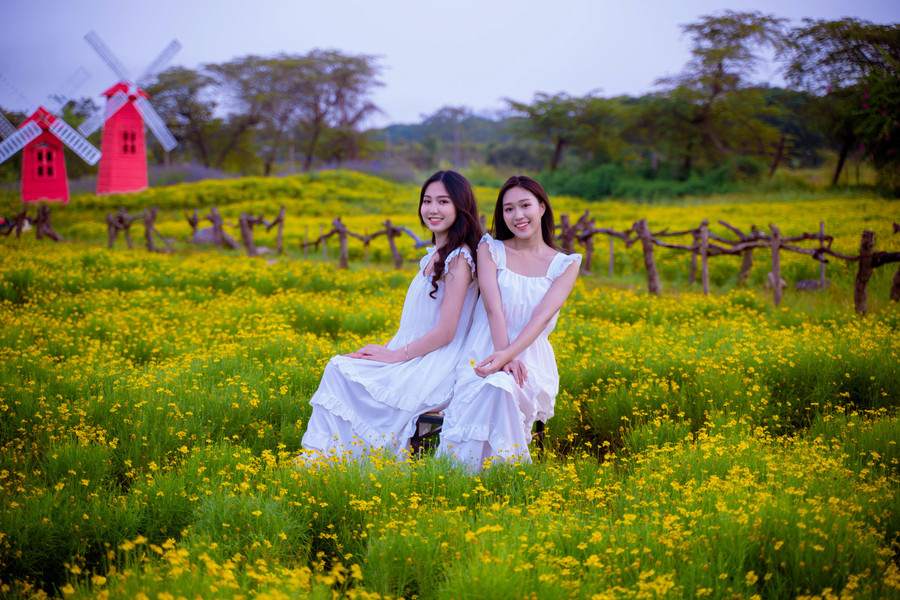 Những cô gái trẻ dịu dàng, quyến rũ hơn khi đứng giữa vườn hoa bạt ngàn một màu vàng.