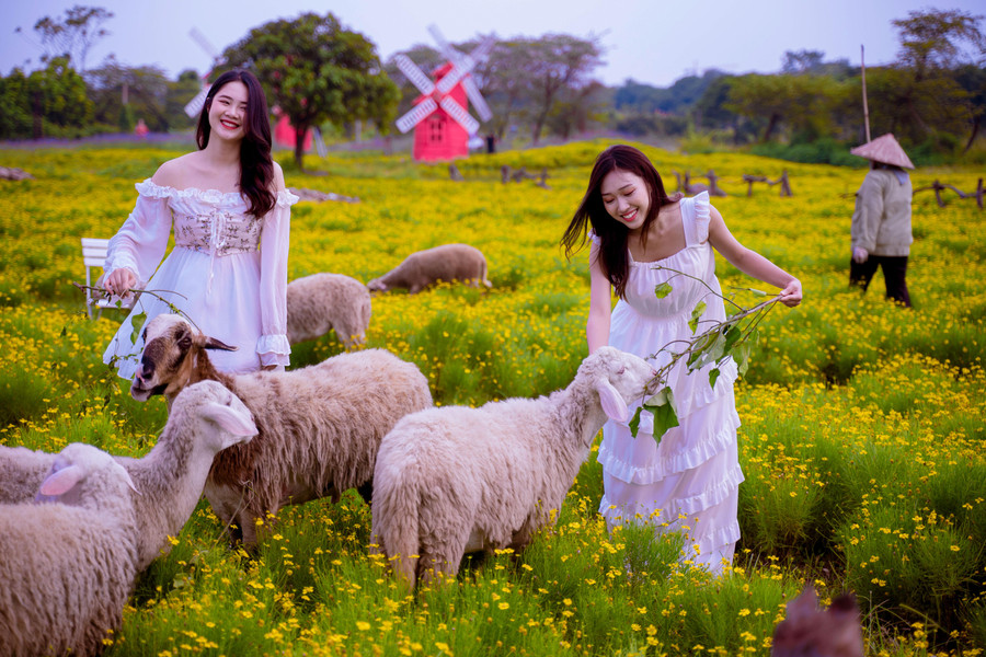 Cúc sao băng có nhiều tên gọi khác nhau như hoa cúc bi, hoa cúc rủ. Vì đặc điểm của nó là cúc rủ, vàng ươm, nhỏ xinh nên mới có những tên gọi như vậy.