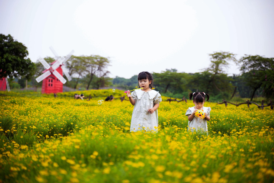 Cây có lá mịn, nhỏ màu xanh non mọc trên thân mảnh như cây hoa mười giờ, nhưng hoa lại có hình dáng giống hoa cúc mặt trời.
