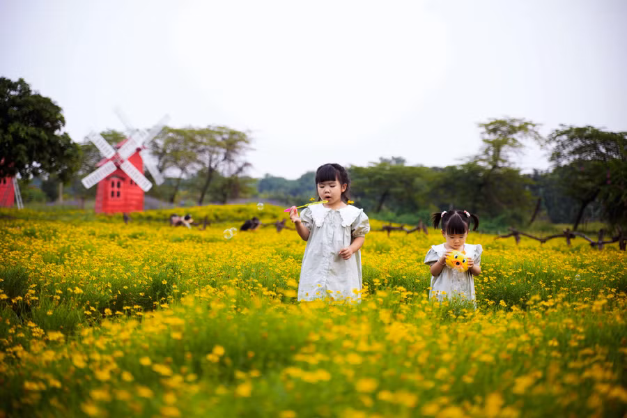 Cây có lá mịn, nhỏ màu xanh non mọc trên thân mảnh như cây hoa mười giờ, nhưng hoa lại có hình dáng giống hoa cúc mặt trời.