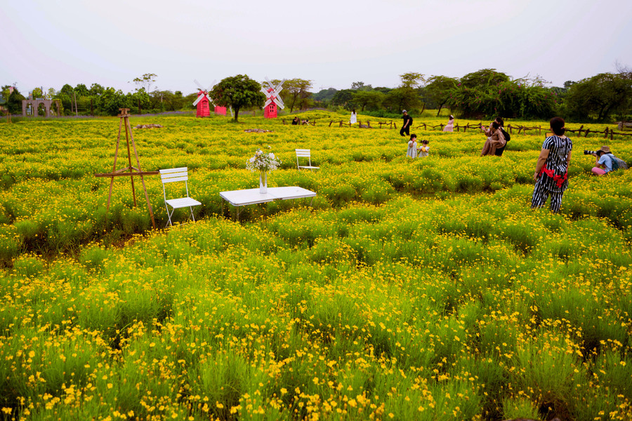 Giới trẻ Hà Nội thích thú check-in tại thảo nguyên hoa. Nhiều bạn trẻ chia sẻ, bước vào đây, họ có cảm giác như đang lạc vào xứ sở thần tiên bởi vẻ lãng mạn, mộng mơ.