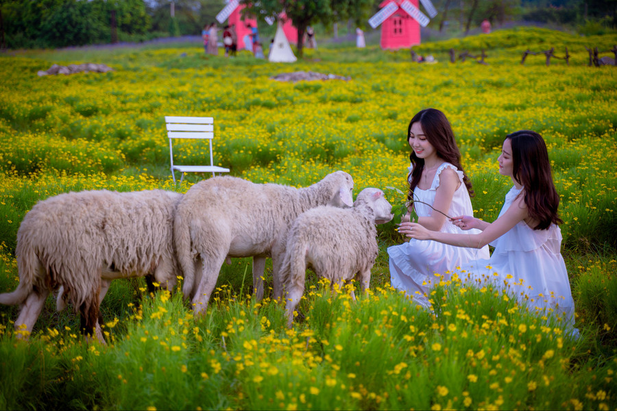 Cúc sao băng có nguồn gốc từ nam miền Trung Texas và miền Bắc Mexico.