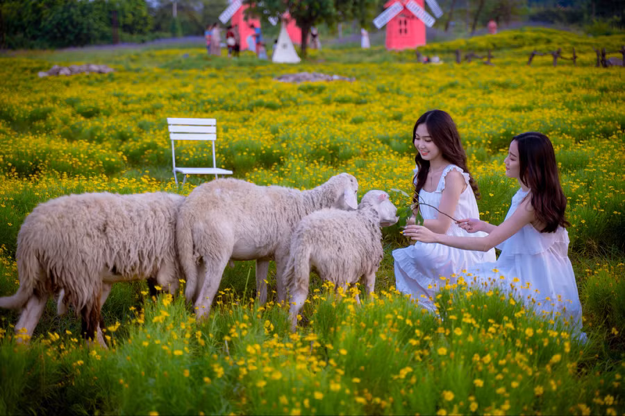 Cúc sao băng có nguồn gốc từ nam miền Trung Texas và miền Bắc Mexico.