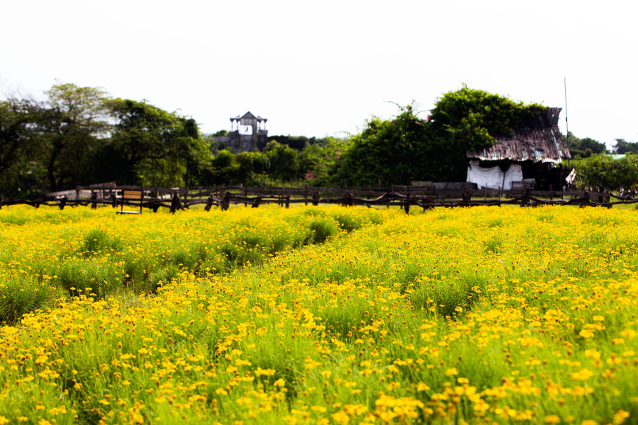 Với chiều cao trung bình từ 15 – 30cm, cúc bi có dáng rủ xuống, thân cong hướng xuống mặt đất. Tuy nhiên, một điều tạo nên vẻ thanh cao cho loài hoa này là dù thân rủ nhưng những bông hoa lại phát triển theo hướng vươn lên cao, đón ánh sáng mặt trời.