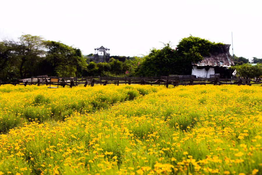 Với chiều cao trung bình từ 15 – 30cm, cúc bi có dáng rủ xuống, thân cong hướng xuống mặt đất. Tuy nhiên, một điều tạo nên vẻ thanh cao cho loài hoa này là dù thân rủ nhưng những bông hoa lại phát triển theo hướng vươn lên cao, đón ánh sáng mặt trời.