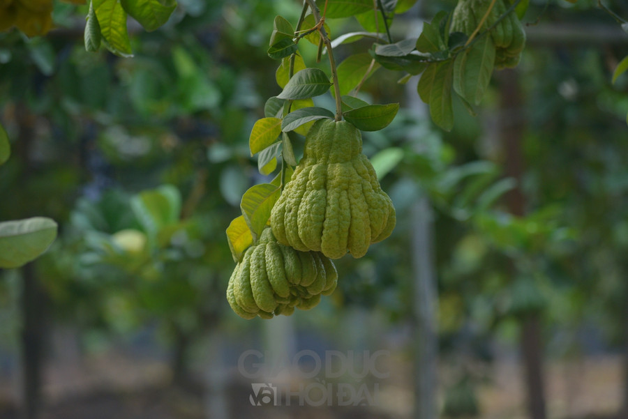 Người trồng không chỉ thu hoạch rộ vào dịp Tết mà còn bán quanh năm cho người đi lễ chùa, thắp hương vào đầu tháng, ngày rằm. Đặc biệt trong tháng cuối năm, không khí sản xuất đang ngày càng tấp nập. Trên các cánh đồng bạt ngàn phật thủ, nhiều hộ dân thường xuyên túc trực tại vườn để chuẩn bị cho vụ thu hoạch chính vào cuối năm.