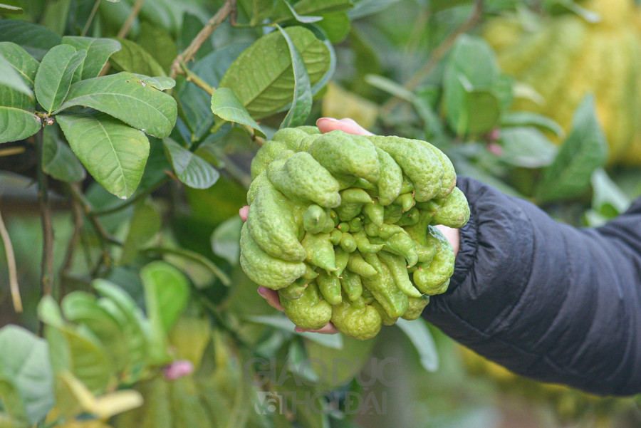 Ngoài ra những quả rụng hay xấu, gia đình chị tận dụng bán cho thương lái để làm tinh dầu với giá 16.000/kg, thời điểm dịch bán được 22.000/kg.