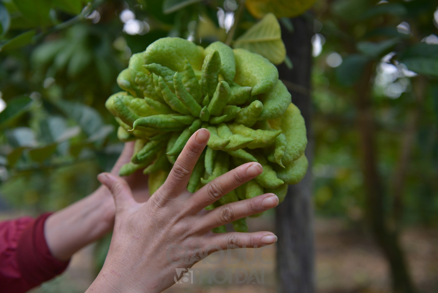 Những trái phật thủ có hình dáng như bàn tay phật màu xanh vàng bắt mắt và mùi thơm chanh dịu mát có giá từ 25.000 đồng/kg.
