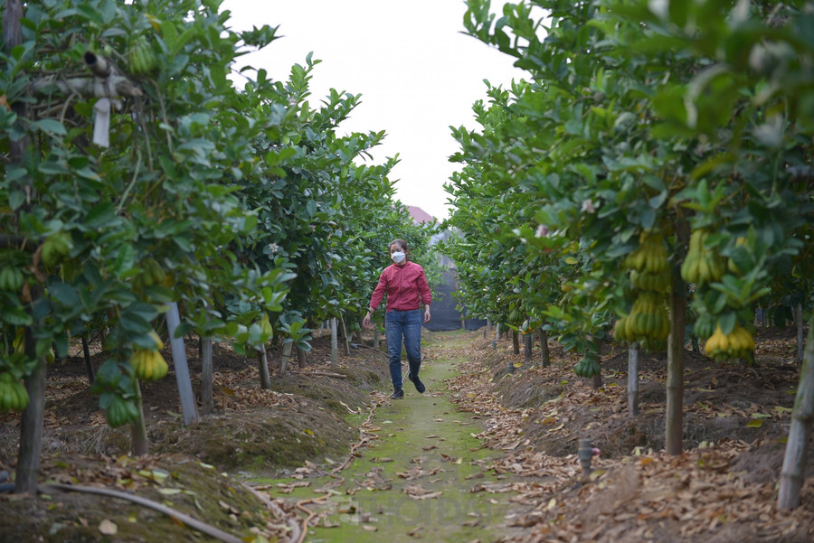 Cây được ghép hoặc chiết với gốc bưởi rồi đem trồng, chủ vườn có thể trồng trực tiếp cây con hoặc giâm cành. Không như các loại cây nông nghiệp khác, phật thủ cần được chăm sóc tỉ mẩn, kỹ càng.