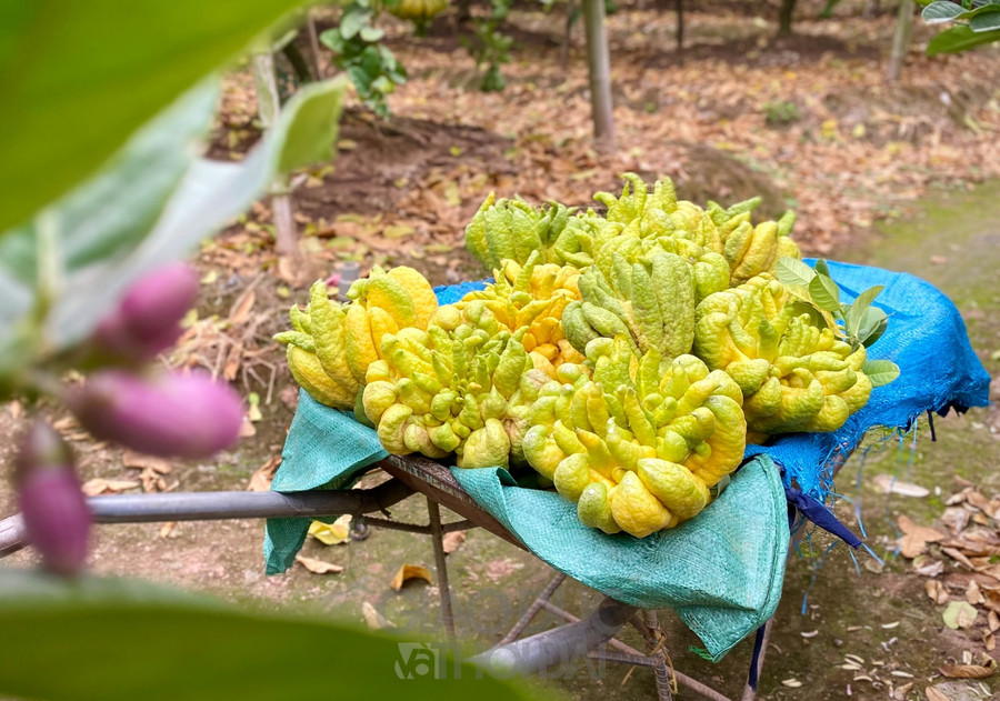 Với ý nghĩa mang lại bình yên và may mắn cho gia chủ. Vào các dịp như mồng 1 tháng Chạp hay ngày rằm nhu cầu tìm mua phật thủ lại càng tăng. Do vậy, những trái phật thủ đạt tiêu chuẩn cần đảm bảo to, xanh, càng có hình dáng giống tay Phật càng được mua với giá cao.