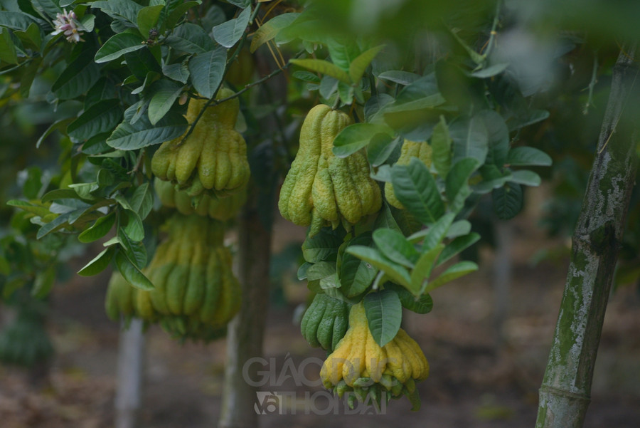 Giá tết sẽ chênh hơn, trung bình khoảng 50.000/quả. Mỗi vụ thu khoảng hơn 10 nghìn quả/700 gốc.