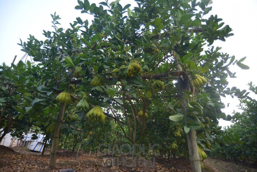 Từ các công đoạn làm sạch đất đến tưới tiêu, phun, xới đều do người dân có kinh nghiệm thực hiện.