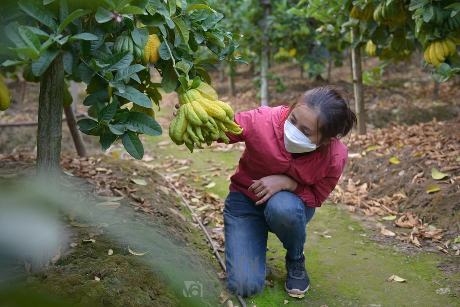 Người dân thu hoạch quả phật thủ thu về hàng trăm triệu đồng.