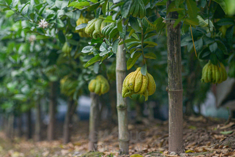 Nhà anh chị Hoàn Thắng tính đến nay đã hơn chục năm trong nghề, với diện tích hai mẫu bảy, trồng 700 gốc phật thủ đã mang lại nguồn thu nhập ổn định, có của ăn của để hơn trước rất nhiều.