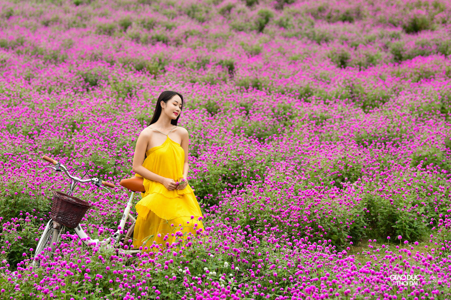 Trương Thế Hùng (chủ vườn hoa) cho biết: &apos;&apos;Từ lúc gieo hạt đến khi ra hoa là 4 tháng, hoa nở khoảng 3 tháng mới tàn.