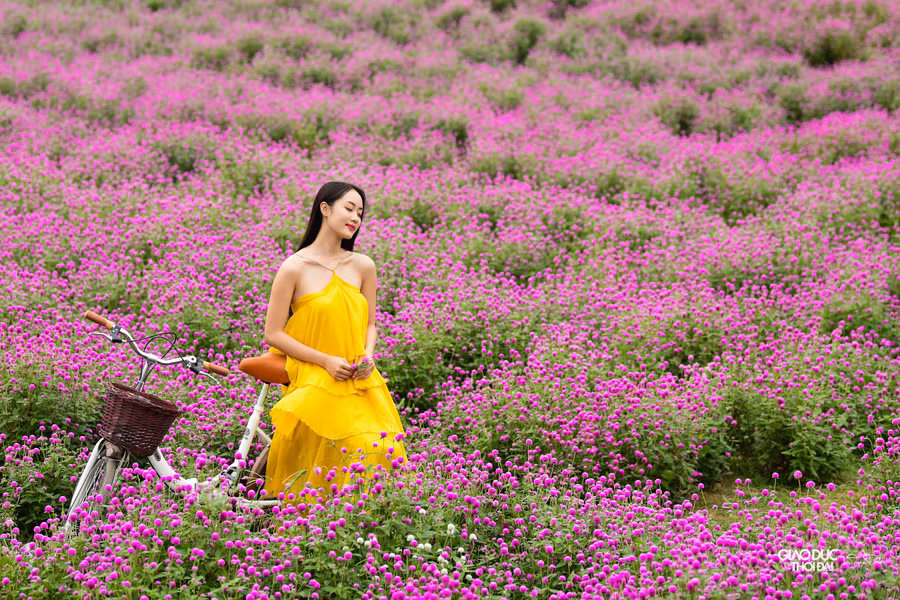 Trương Thế Hùng (chủ vườn hoa) cho biết: ''Từ lúc gieo hạt đến khi ra hoa là 4 tháng, hoa nở khoảng 3 tháng mới tàn.