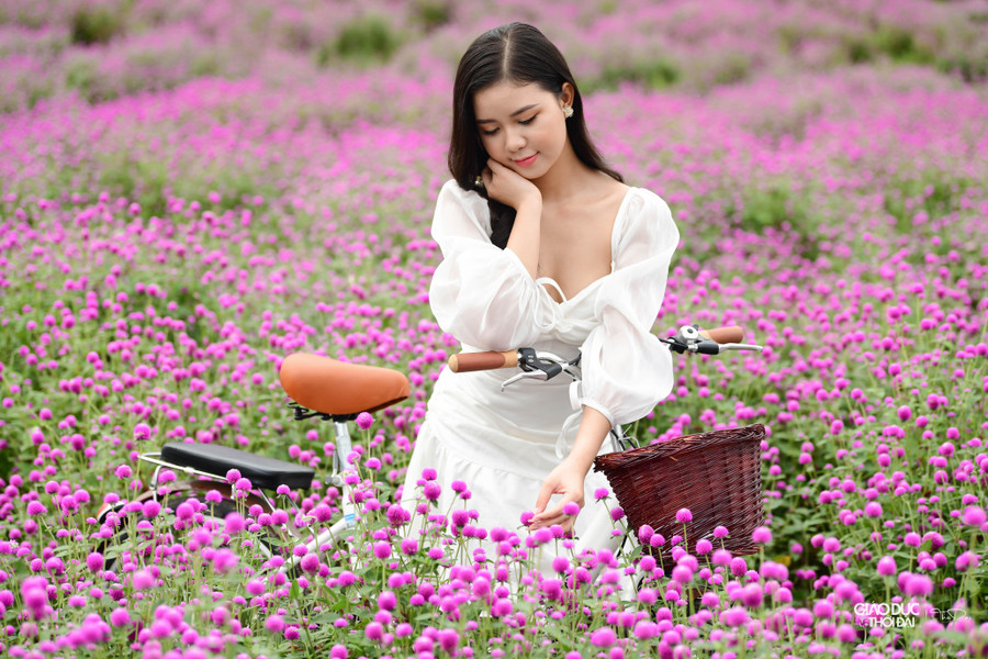 Một bạn trẻ chụp ảnh giữa vườn hoa bách nhật.